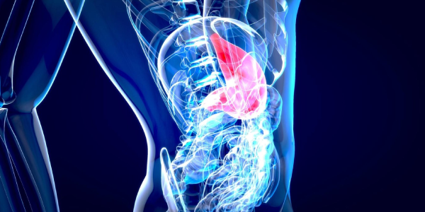 Biliary system